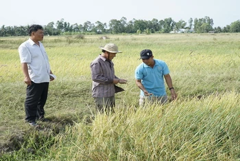Nông dân đẩy mạnh sản xuất các giống lúa chất lượng cao để tăng giá bán. 