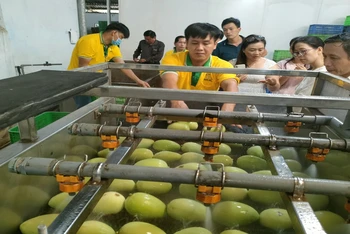 Sơ chế xoài xuất khẩu tại Công ty TNHH Kim Nhung, thành phố Cao Lãnh, tỉnh Đồng Tháp.