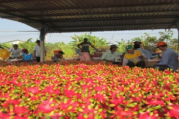 Thanh long là một trong những mặt hàng xuất khẩu chủ lực của ngành rau quả Việt Nam. 