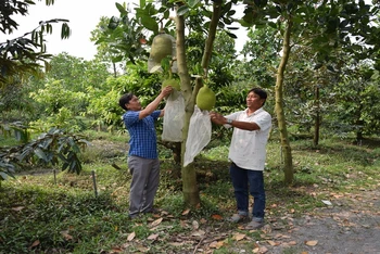 Nhiều loại cây ăn quả vùng đồng bằng sông Cửu Long đang bước vào giai đoạn thu hoạch chính. 