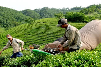 Chè Việt Nam còn nhiều cơ hội đẩy mạnh xuất khẩu. 