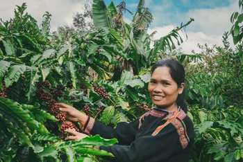 Thu hoạch cà-phê tại huyện Krông Năng, tỉnh Đắk Lắk.