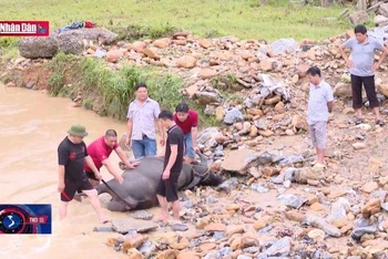 Mưa lớn gây thiệt hại tại các huyện vùng cao của tỉnh Tuyên Quang