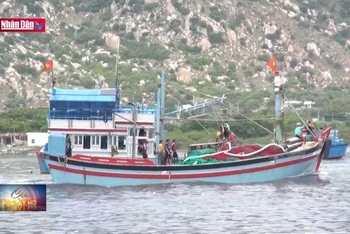 Ninh Thuận chống khai thác hải sản bất hợp pháp