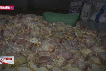 Đồng Nai phát hiện hơn 2 tấn thịt gà bốc mùi hôi thối