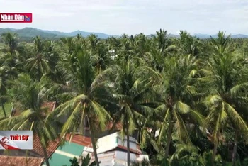 Xây dựng chuỗi liên kết tăng giá trị cây dừa