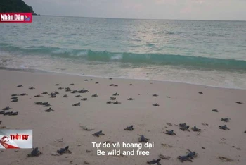 Hành trình 8 năm bảo tồn rùa biển