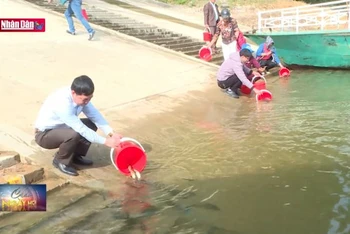 Thả cá giống tái tạo nguồn lợi thủy sản lòng hồ thủy diện Tuyên Quang