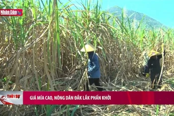 Giá mía cao, nông dân Đắk Lắk phấn khởi