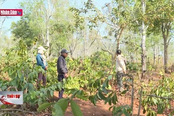 Hơn 1.000 cây cà phê bị chặt phá tại Gia Lai