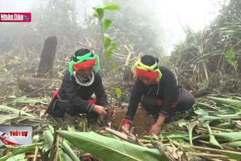 Trồng rừng bền vững tại rừng đặc dụng quốc gia Du Già