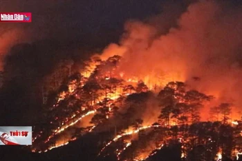 Lâm Đồng khống chế vụ cháy rừng thông khu vực đèo Prenn