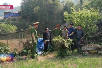 Nỗ lực ngăn chặn trồng cây thuốc phiện ở vùng cao Lào Cai