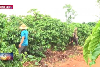 Mô hình cà phê cộng đồng làm thay đổi diện mạo nông thôn