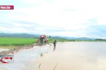 Đắk Lắk: Mưa lớn làm hàng trăm héc ta lúa bị ngập úng