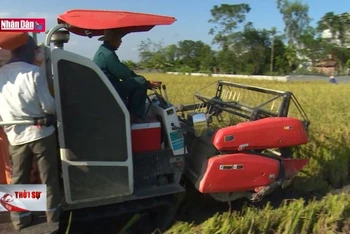 Nhận diện cơ hội và thách thức của xuất khẩu gạo Việt