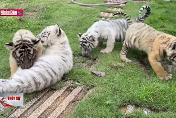 Hổ nuôi trong khu du lịch ở Đồng Nai sinh 7 cá thể hổ con