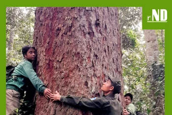 Tiêu điểm: Cách yêu rừng của đồng bào Cơ Tu ở Quảng Nam
