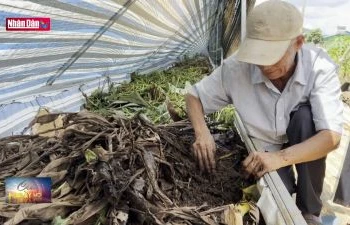 Nuôi trùn quế bằng phế phẩm nông nghiệp để bảo vệ môi trường