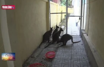 Bàn giao 4 cá thể chuột túi cho Trung tâm Cứu hộ Hoàng Liên