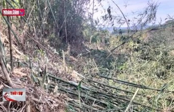 Phát hiện, xử lý vụ phá rừng phòng hộ tại Đắk Nông