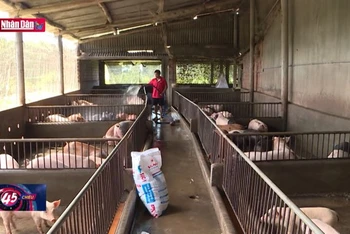 Bình Định phát triển các vùng chăn nuôi lợn tập trung