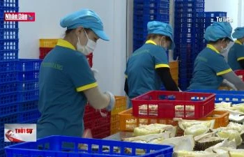 EU kiểm tra thuốc trừ sâu trên sầu riêng của Việt Nam