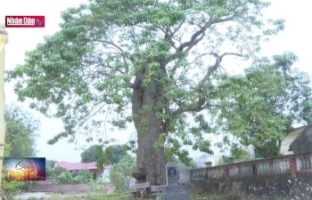 Bảo tồn cây di sản ở Ninh Bình