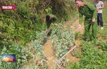 Hà Giang liên tục phát hiện hành vi trồng cây thuốc phiện