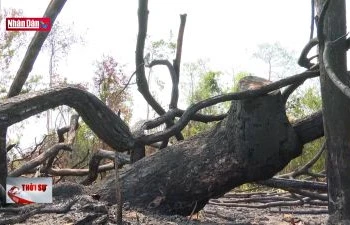 Lại phát hiện một vụ phá rừng quy mô lớn tại tỉnh Gia Lai