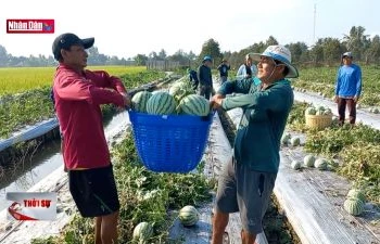 Dưa hấu trái vụ được giá, hút hàng mùa nắng nóng