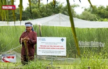 Bảo tồn và phát triển hàng chục giống lúa mùa bản địa