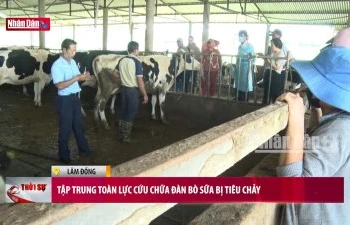 Tập trung toàn lực cứu chữa đàn bò sữa bị tiêu chảy