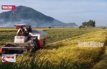 Phú Yên: Nông dân gấp rút thu hoạch lúa hè thu chạy mưa lũ