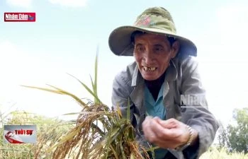 Hậu Giang: Hàng chục ngàn héc ta lúa thu đông bị đổ, ngã