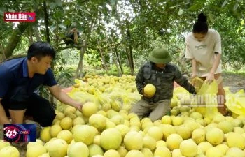 Tuyên Quang: Bưởi Soi Hà xuất khẩu sang Vương quốc Anh