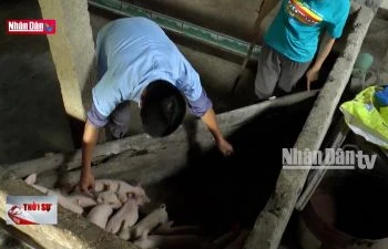 Tuyên Quang: Triển khai các giải pháp phòng, chống dịch tả lợn Châu Phi