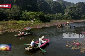 Mùa hoa súng hấp dẫn du khách