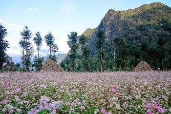 Mùa hoa tam giác mạch ở Mèo Vạc, Hà Giang.