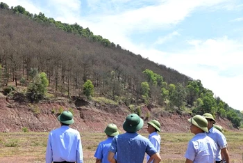 Tại huyện Nghi Lộc, sâu róm gây hại nặng trên địa bàn các xã Nghi Yên, Nghi Tiến, Nghi Quang, Nghi Xá. Tổng diện tích rừng thông bị nhiễm sâu lên đến 750ha.