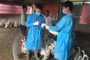 Cán bộ thú y Hà Nội tiêm phòng vaccine cho đàn gia cầm để phòng, chống dịch cúm gia cầm. (Ảnh: DUNG THU)