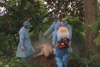 Lực lượng chức năng tỉnh Quảng Ngãi tiêu hủy lợn mắc bệnh dịch tả lợn châu Phi