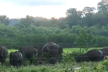 Đàn voi rừng khoảng 10 con xuất hiện tại khu vực rẫy của người dân ở ấp 4, xã Thanh Sơn, huyện Định Quán.
