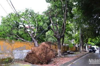 Cây xanh lớn bị lốc xoáy quật đổ, ở tổ 25, phường Lào Cai, thành phố Lào Cai. (Ảnh: QUỐC HỒNG)