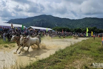 Đua bò Bảy Núi là môn thể thao độc đáo của tỉnh An Giang