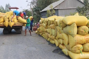 Nông dân An Giang thu hoạch lúa.