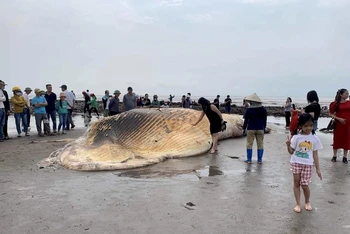 Xác cá voi nặng khoảng hơn 5 tấn dạt vào bờ biển xã Hải Triều, huyện Hải Hậu (Nam Định).