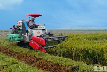 Thu hoạch lúa bằng máy trên cánh đồng xã Trực Chính, huyện Trực Ninh (Nam Định).