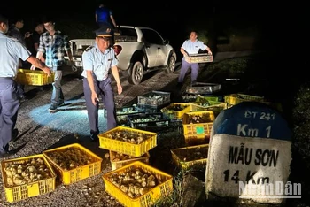Phòng Cảnh sát kinh tế công an tỉnh Lạng Sơn, phối hợp Đội quản lý thị trường số 3 (Lộc Bình) bắt giữ hơn 4.800 gà con giống nhập lậu.