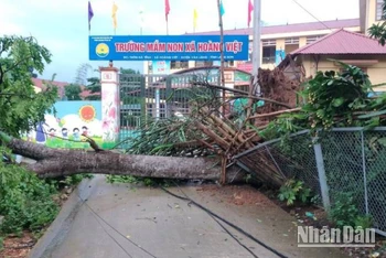 Trường mầm non xã Hoàng Việt Văn Lãng, tỉnh Lạng Sơn bị cây đổ trước cổng trường.